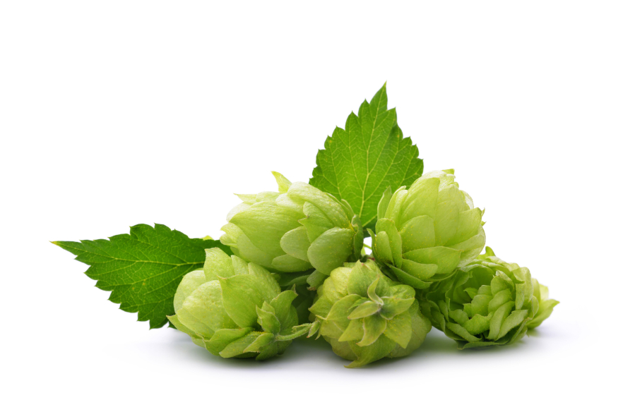 A new study says that chemicals in hops, an ingredient in beer, may help control obesity, Type 2 diabetes and other diseases.
