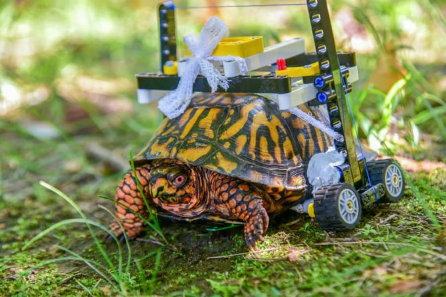 After an Eastern box turtle fractured its shell, a vet student at the Maryland Zoo helped design a custom Lego wheelchair for it.