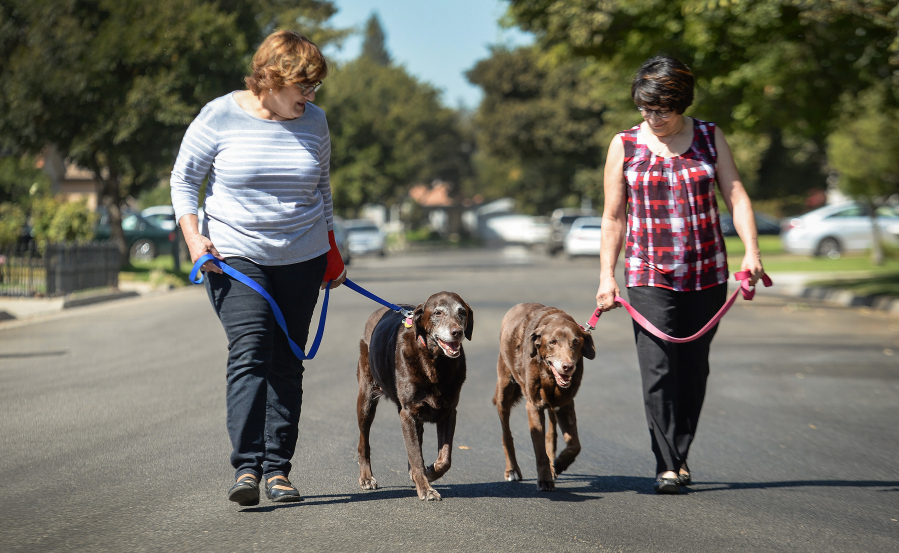 Retired sisters Patricia Avellar, left, and Artye Avellar, who recently adopted two older Labrador retriever brothers Hutch, left, and Starsky, take the dogs out for a walk on Sept. 18.