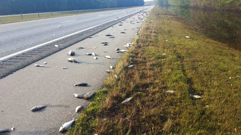 This Saturday, Sept. 22, 2018, photo provided by the North Carolina Department of Transportation shows fish left on Interstate 40 in Pender County in eastern North Carolina after floodwaters receded. Thousands of coastal residents remained on edge Sunday, told they may need to leave their homes because rivers are still rising more than a week after Hurricane Florence slammed into the Carolinas. (Jeff Garrett/N.C.