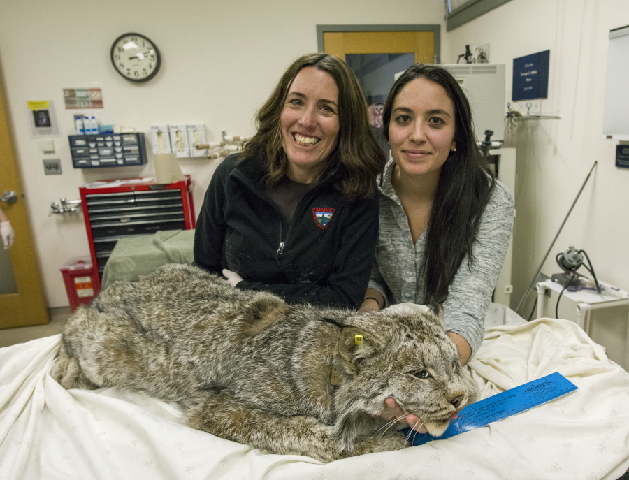 Scientists Jen Vashon, left, and Tanya Lama pose Feb. 22 with a Canada lynx that was used to source genetic material for the Canada lynx reference genome at Cummings School of Veterinary Medicine in Worcester County, Mass.
