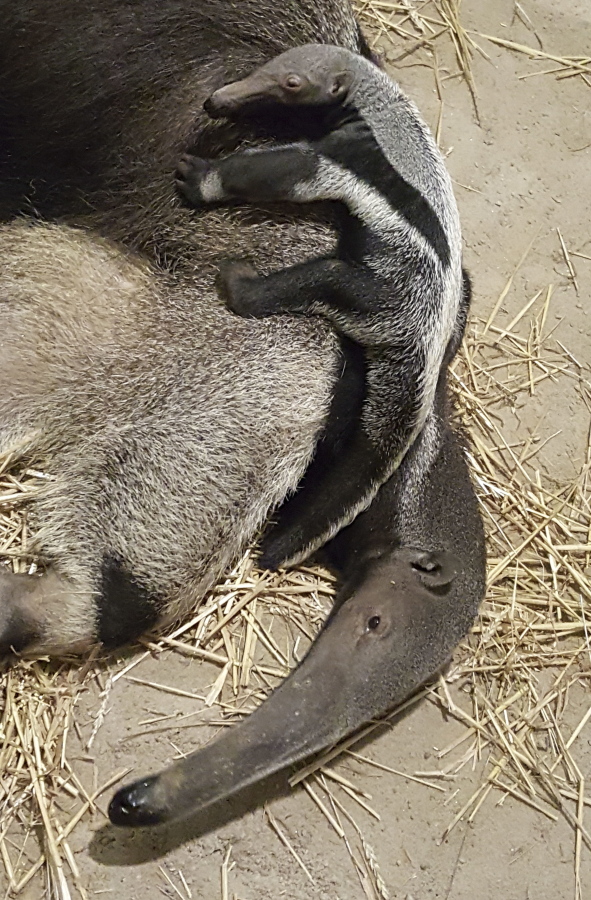 A baby male giant anteater, with his mother, was born on July 30 at the zoo in Bridgeport, Conn. Anteaters give birth to one offspring at a time, and the baby rides on the mother’s back for the first several months of life.