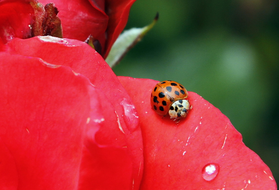 FILE - In this May 26, 2010 file photo, a Coccinellidae, more commonly known as a ladybug or ladybird beetle, rests on the petals of a rose in Portland, Ore. A study estimates a 14 percent decline in ladybugs in the United States and Canada from 1987 to 2006.