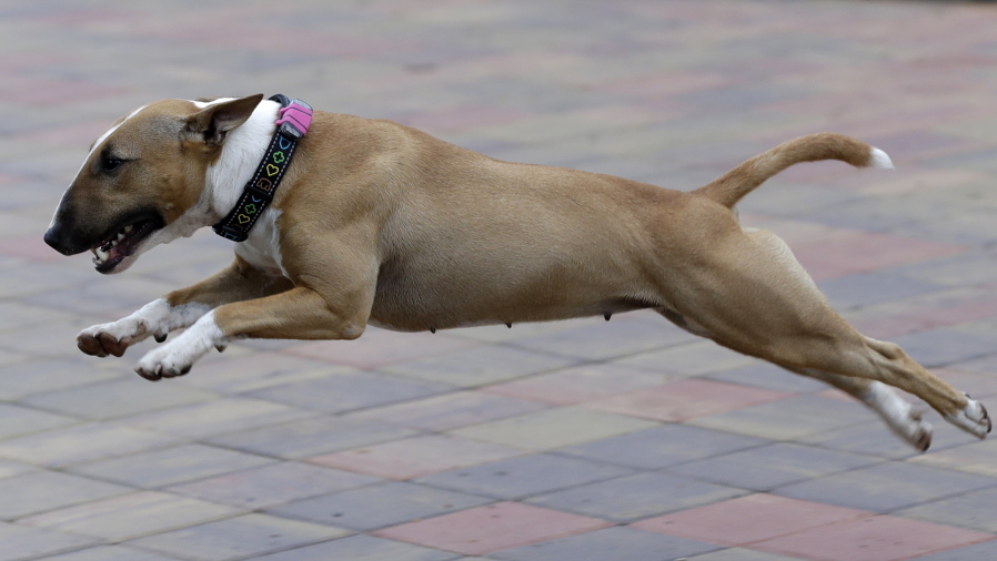 A pit bull terrier owned by Czech entrepreneur Robert Hasek wears a doggy fitness tracker attached to the dog collar Aug. 10 during a demonstration in Prague, Czech Republic.