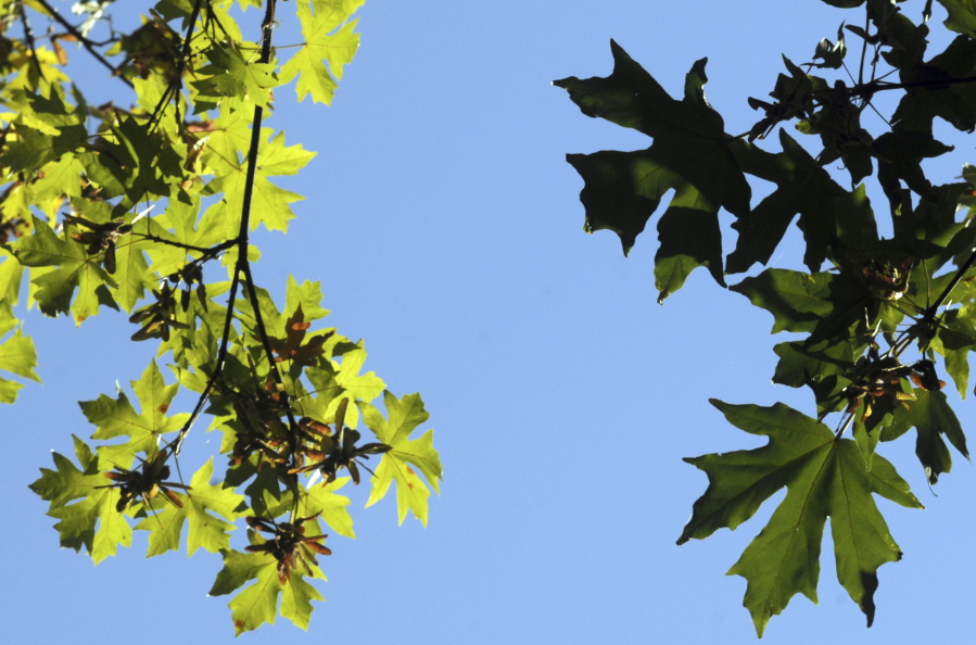 The leaves of a sick bigleaf maple are much smaller and pale compared with a healthy maple at Woodard Bay Natural Resources Conservation Area, north of Olympia on Sept. 6, 2018. The two branches were just inches from each other. Something is killing bigleaf maples and scientists can't stop it. They don't even know what's causing it.