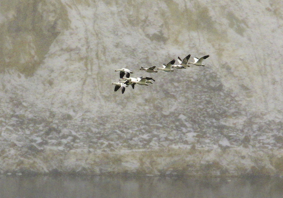 FILE - In this Nov. 30, 2016, file photo, snow geese fly along the bank of the Berkeley Pit’s toxic waters in Butte, Mont. U.S. Environmental Protection Agency Acting Administrator David Wheeler planned to visit Butte, Friday, Sept. 7, 2018, after an estimated 3,000 snow geese died when they landed in the pit in 2016.