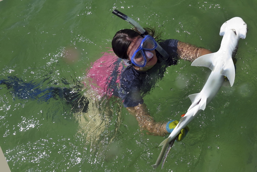 University of California Irvine grad student Samantha Leigh handles a bonnethead shark in 2016 in Irvine, Calif. Bonnethead sharks not only eat grass while chomping fish and squid, they also digest the plant and gain nutrition from it. Yannis P.