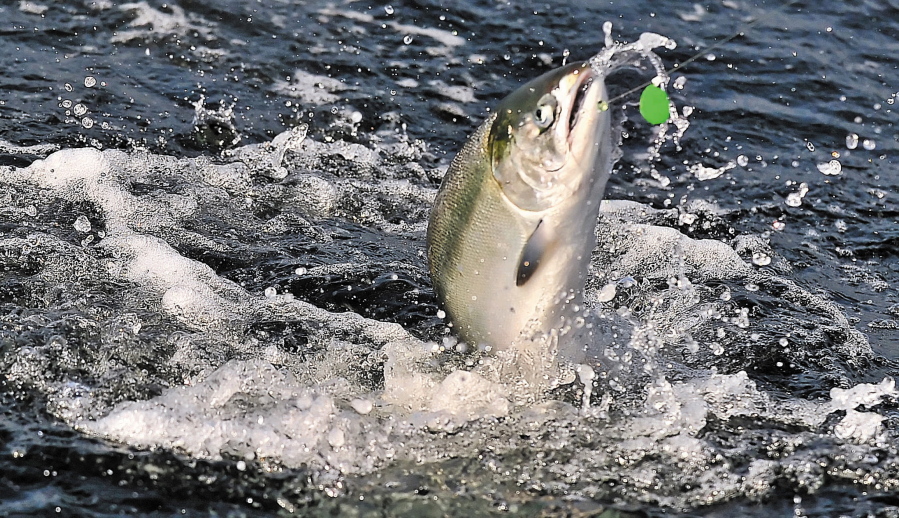 A chinook salmon is hooked near Brookings, Ore. Canada and several U.S. states would reduce their catch of endangered chinook salmon in years with poor fishery returns under an agreement between the U.S. and Canada.