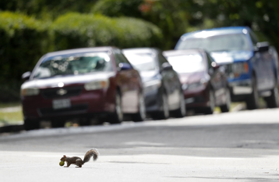 In this Tuesday, Sept. 11, 2018 photo, a squirrel carries a walnut across a street in Portland, Maine. A booming squirrel populations has forced drivers in parts off New England to dodge the small rodents as they dart across streets. (AP Photo/Robert F.