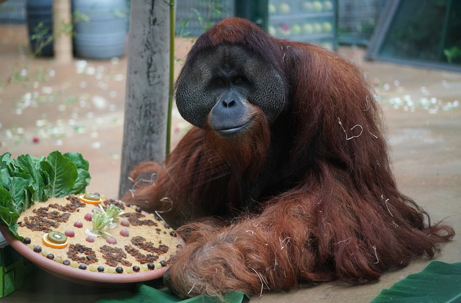 Orangutan Jambi gets a farewell treat Aug. 31 at the Hannover Zoo in Hannover, Germany. Jambi is leaving Hannover for Dallas, where he’ll spend a month in quarantine before moving on to the Audubon Zoo in New Orleans.