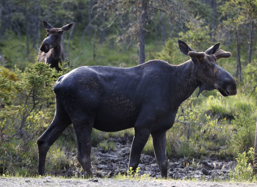 A pair of bull moose pause while feeding in May at the Umbagog National Wildlife Refuge in Wentworth’s Location, N.H. A study published in the journal Science on Sept. 6 shows that animals learn from experienced members of the herd about where to find the best forage, building sort of a cultural know-how that’s passed through generations and builds up slowly over the course of decades. Robert F.