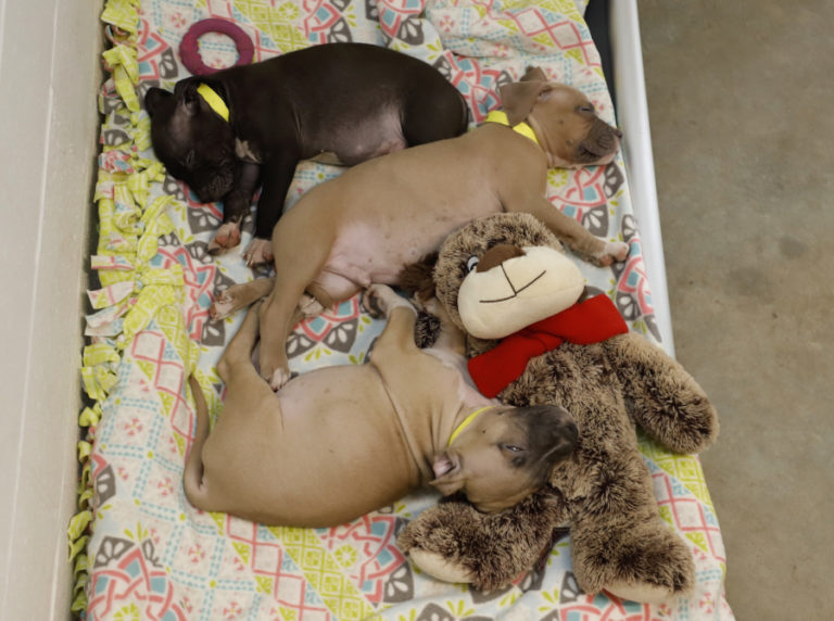 Pit bull mix puppies take a break from entertaining the crowd during the shelter’s fundraiser and celebration.