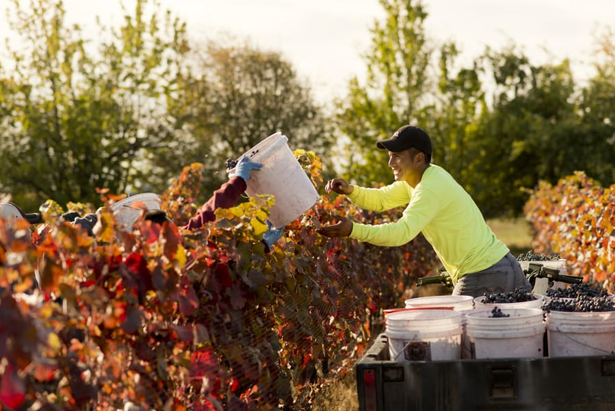 Stavalaura Vineyards, in Ridgefield, is a 5-acre vineyard run by Joe Leadingham. His harvest team processes the 2018 Golubok, a Russian-Ukranian grape. Esbe Ramos grabs full buckets of grapes to haul back to the processor.