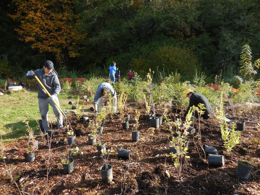 Volunteers plant tree saplings during the 2017 Make A Difference Day at Leverich Park. This year’s Make a Difference Day event will be held Oct. 27, also at Leverich Park.