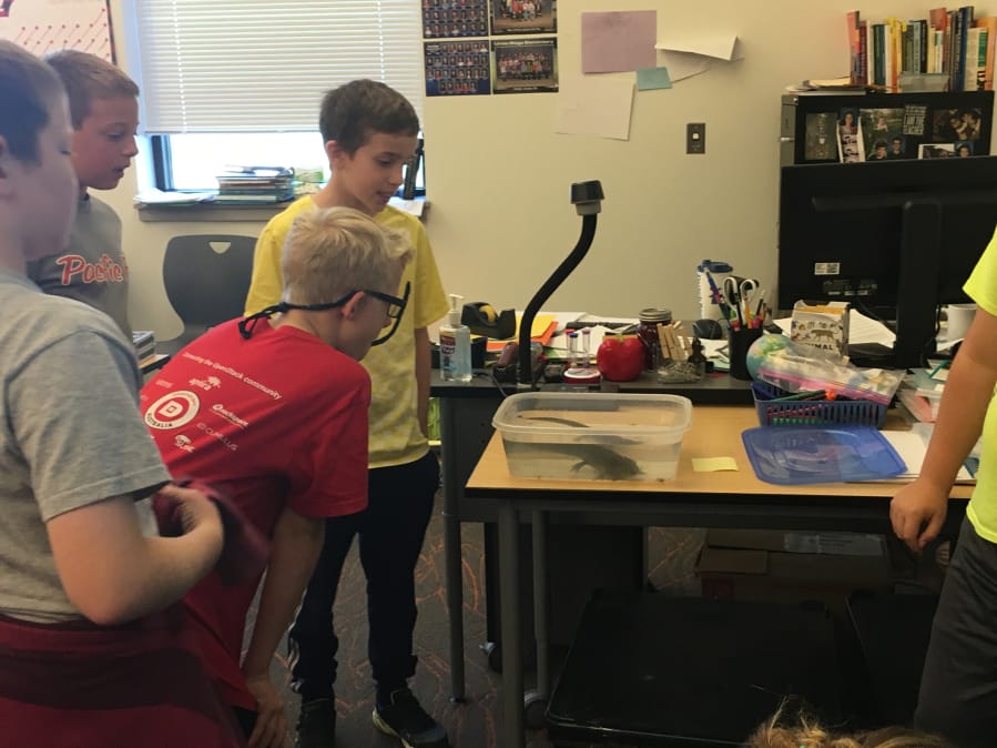 Ridgefield: Sunset Ridge Elementary School fifth-grade teacher Annie Pintler adopted an axolotl for her classroom so students could learn about the endangered salamanders native to Mexico.