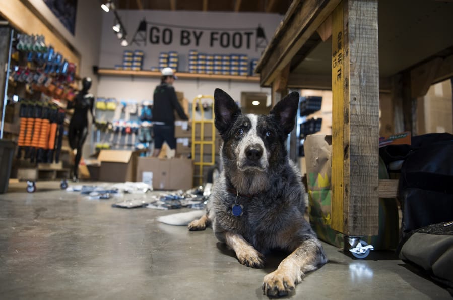 Glacier quietly oversees the unpacking as his owner Fritz Fitzer and his co-workers get the store ready for opening day at the new Foot Traffic in Vancouver’s Cascade Park Plaza on Friday.