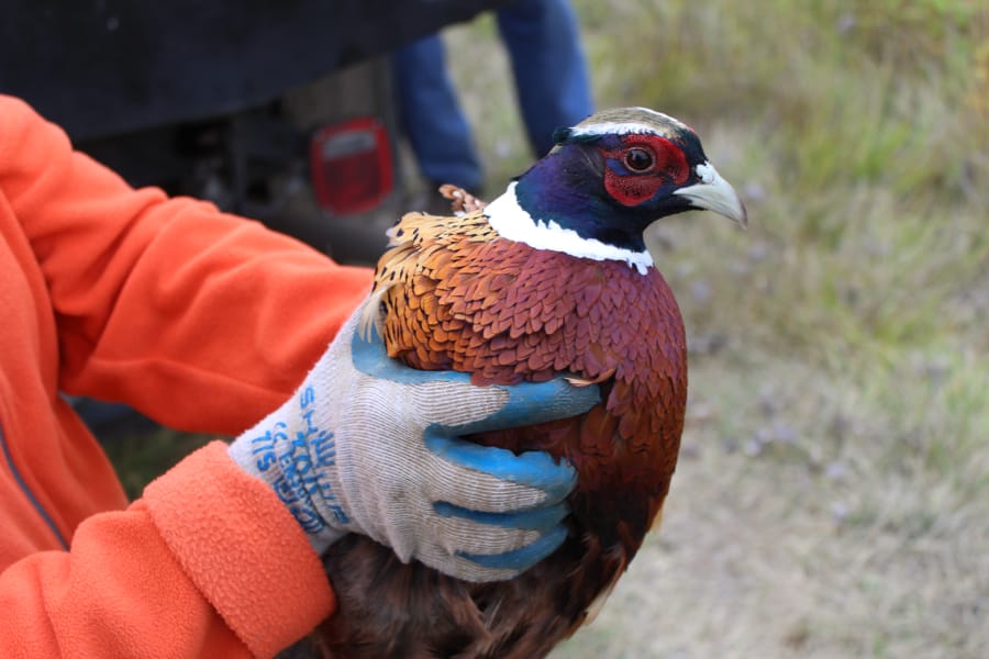 A rooster pheasant is held by Vancouver Wildlife League volunteer Randy Dalton prior to release. The pheasant program provides an upland game opportunity in a part of the state with few wild birds.
