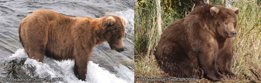 A female brown bear known as 409 Beadnose swelled over three months of devouring salmon in Katmai National Park and Preserve. She won the park’s Fat Bear Week contest this week for the second time in four years of the weeklong contest.