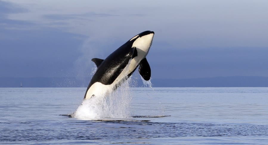 An endangered female orca leaps from the water while breaching in Puget Sound west of Seattle on Jan. 18, 2014.