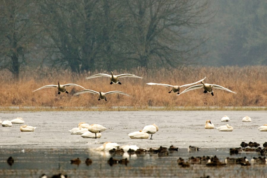 Wildlife lovers that walk the Carty Lake Trail at the Port of Ridgefield will be greeted by flocks of trumpeter and tundra swans. The birds will start arriving about Thanksgiving and will stay for the winter. T.