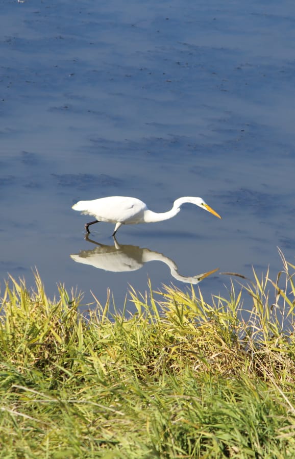 A snowy egret searches for food at Carty Lake in the Ridgefield NWR. This year's fall migration has begun, and the birds can be viewed from local wildlife trails.
