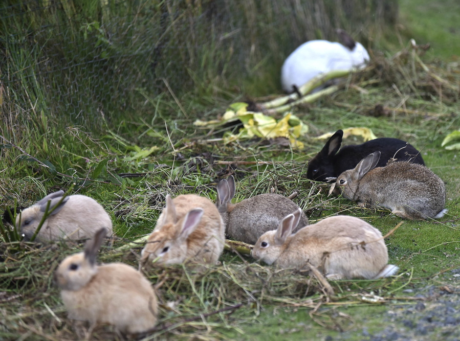 FILE - In this Sept. 12, 2018 file photo, feral rabbits gather near a resident’s garden in Cannon Beach, Ore. Cannon Beach has discovered that no agency has responsibility for the booming population of feral rabbits that has overtaken the popular beach town.