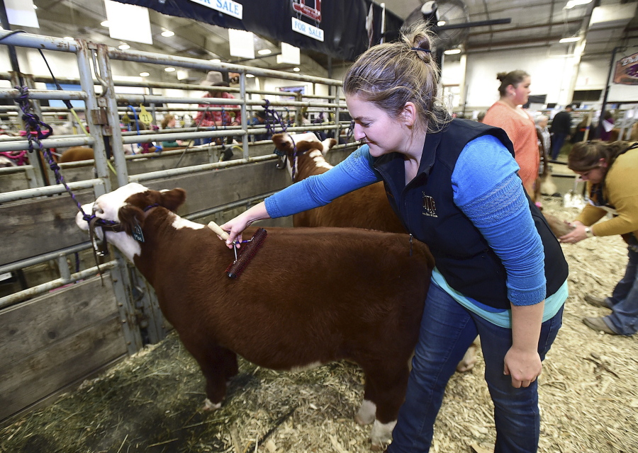 In this Oct. 16, 2018 photo, Alyssa DuVal, of Silverton, Ore., brushes Mae in preparation for the miniature Hereford show at the NILE in Billings, Mont. The animals come from Texas where in the 1970s a rancher began pairing up his shorter livestock to create more compact cows. Minis are just smaller in stature. They're not dwarves. On average a mature mini weighs about 450 pounds.