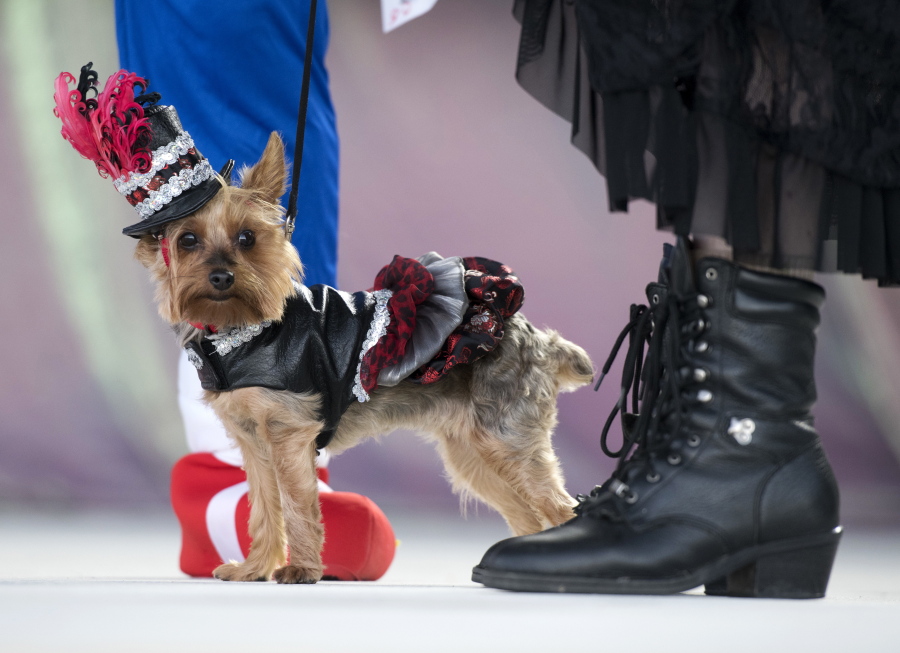 Gigi, the Yorkshire terrier, struts her steam punk attire during the Fantasy Fest Pet Masquerade in Key West, Fla. The competition was a facet of events during the island city’s 10-day Fantasy Fest costuming and masking celebration.