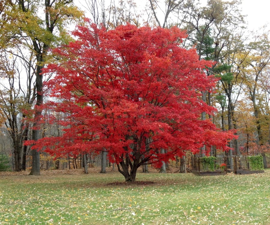A Japanese maple tree in Tillson, N.Y. The bold red of this Japanese maple reflects not only the tree’s genetics but also autumn weather, with sunny days and cool nights bringing out the best in the leaves.