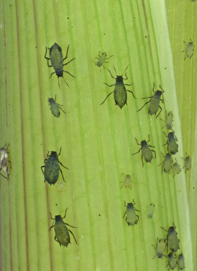 This 2013 photo provided by the Boyce Thompson Institute shows corn leaf aphids used in a study to modify crop plants through engineered viruses.