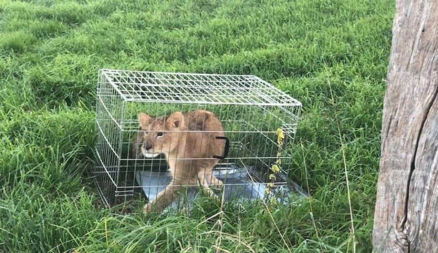 An abandoned lion cub is caged after being found in a field, near Tienhoven, Netherlands. A jogger’s run through the Dutch countryside turned into a walk on the wild side when he discovered a lion cub in a field. Police say the young cub was found Sunday in a cage dumped in a field near Tienhoven between the central cities of Utrecht and Hilversum. Police have taken to Twitter to appeal for help in tracing the animal’s owner, while the young cub, a male believed to be about five months old, is being cared for by a foundation that looks after big cats.