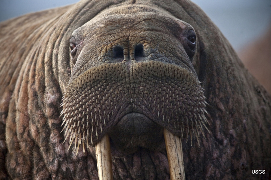 This photo provided by the United States Geological Survey shows a female Pacific walrus resting, Sept. 19, 2013 in Point Lay, Alaska. A lawsuit making its way through federal court in Alaska will decide whether Pacific walruses should be listed as a threatened species, giving them additional protections. Walruses use sea ice for giving birth, nursing and resting between dives for food but the amount of ice over several decades has steadily declined due to climate warming. (Ryan Kingsbery/U.S.