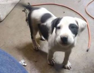 The Woodland Police Department says this puppy was stolen from the 9500 block of Pacific Highway. A Facebook post by the police department did not indicate when the theft happened.