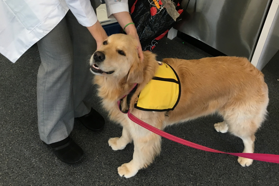 Therapy dog Winnie in Baltimore, Md.