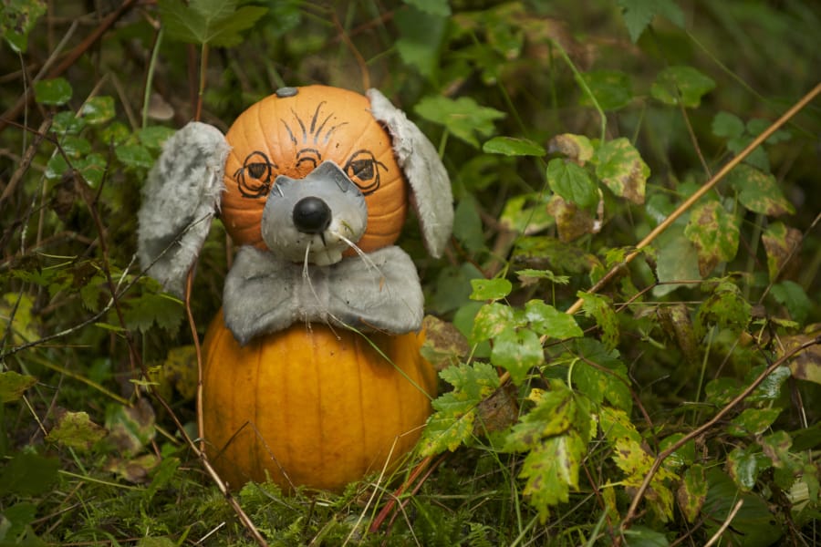A pumpkin mouse peeks out from behind foliage at Pomeroy Farm’s famous Pumpkin Lane, open Saturdays and Sundays in October.