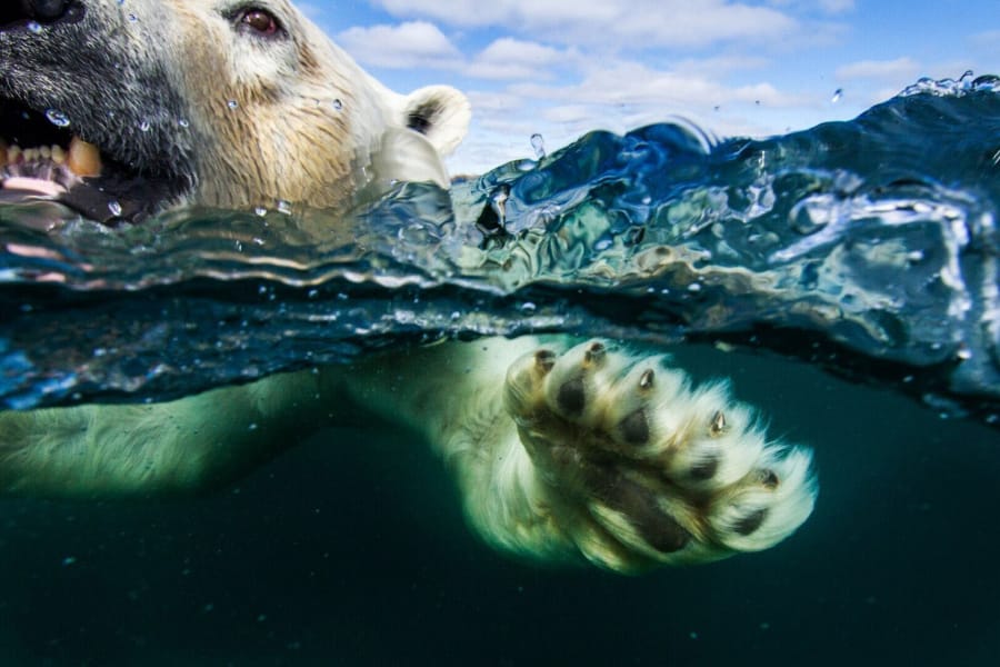 Underwater camera meets swimming polar bear, Hudson Bay.