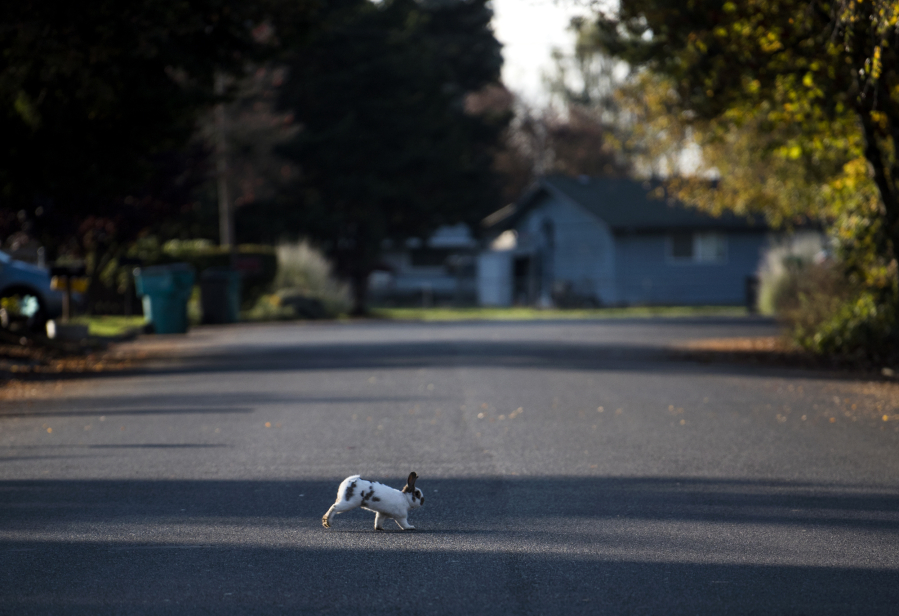 A rabbit scampers across Northeast 27th Street in central Vancouver’s Ogden neighborhood. The neighborhood has been overrun with domestic rabbits for the past couple of years, after it appears someone released their pets into the wild.