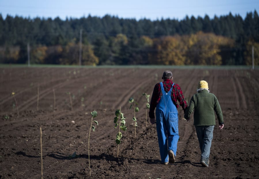 Rob Baur and his wife, Sue Marshall, walk a row of freshly planted hazelnut trees at Baurs Corner Farm in Ridgefield on Thursday. The family farm was originally a pear orchard but after losing money on pears, they decided to try something new.