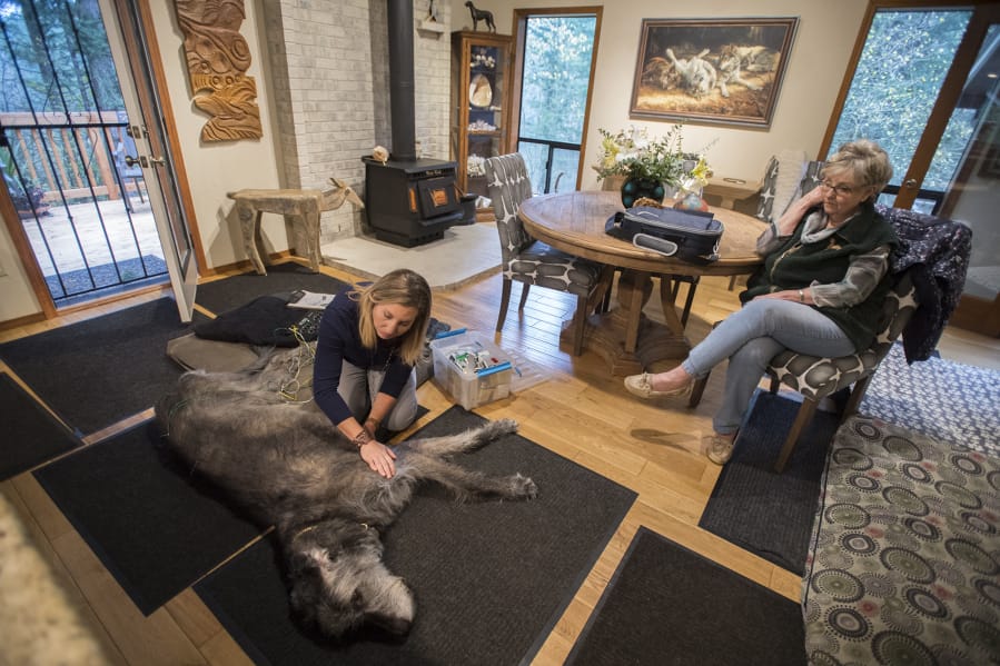 Dr. Megan Wickersham, left, works with her patient, an 8-year-old Irish wolfhound named Cliff, while his owner, Jean Ault of Camas, watches the acupuncture procedure to treat an ailing leg.