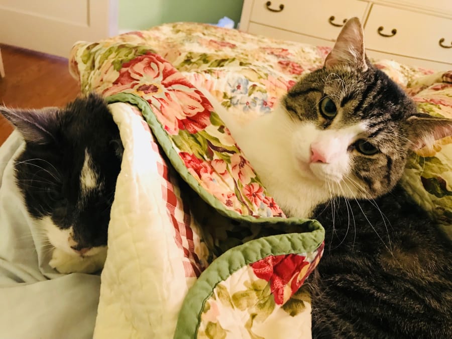 Stanley, left, and Jay, two of Baltimorean Betsy Boyd’s cats. Last year, Jay donated his kidney to the now 18-year-old Stanley. Boyd paid $19,000 for the operation.