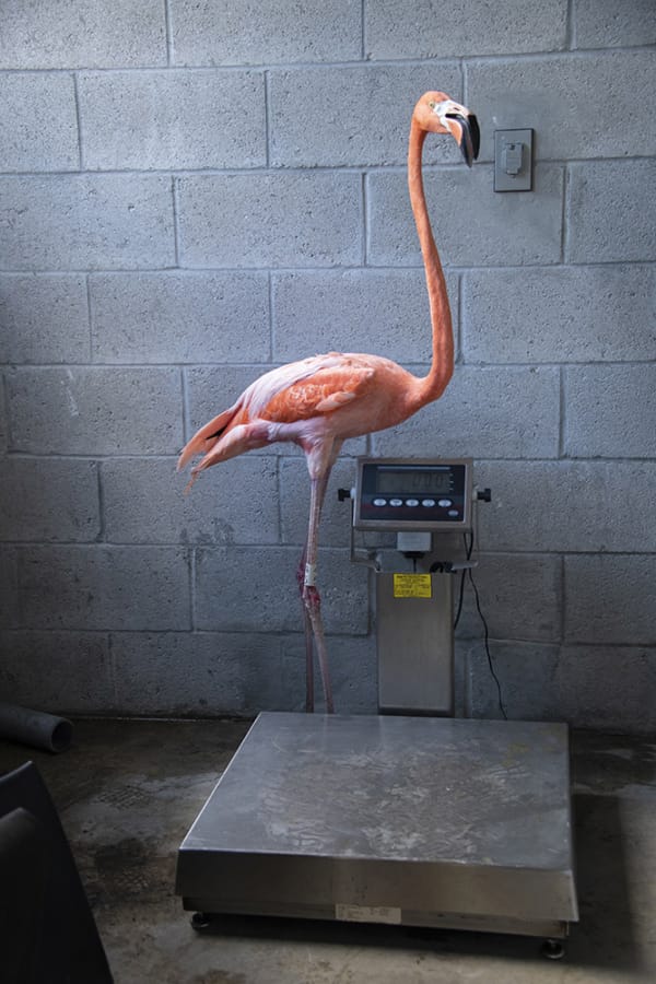 A flamingo is weighed as part of its annual wellness exam.