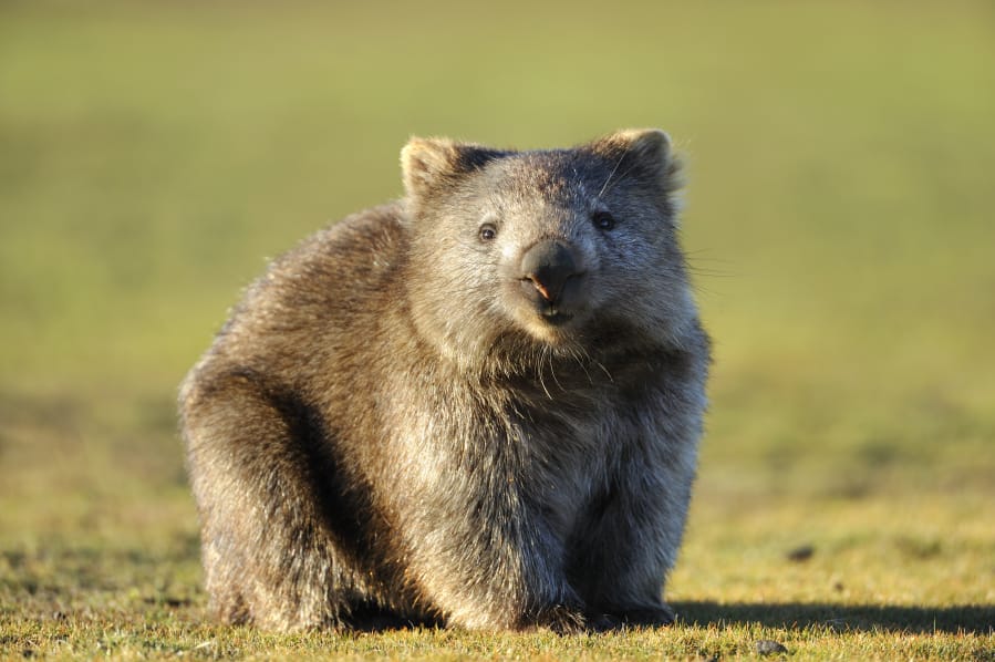 Wombat is seen at Narawntapu National Park, Tasmania, Australia. Scientists have been trying to understand why a wombat’s defecation is a cube.