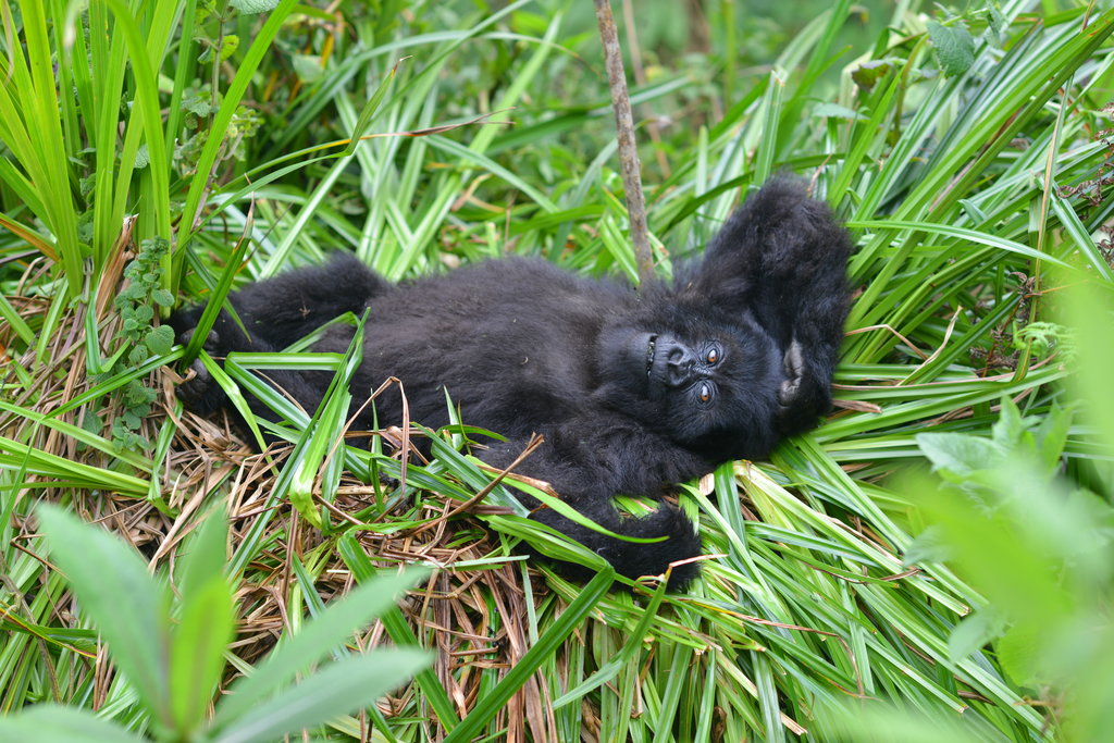 In this 2016 photo provided by the Dian Fossey Gorilla Fund, a young mountain gorillas named Fasha, who has faced a number of challenges in her young life, including having been caught in a snare in the past, lies in the grass in Rwanda's Volcanoes National Park. On Wednesday, Nov. 14, 2018, the International Union for Conservation of Nature updated the species’ status from “critically endangered” to “endangered.” The designation is more promising, but still precarious.