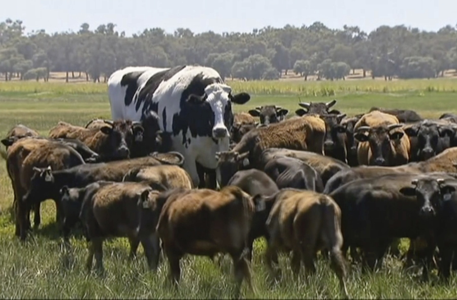 Knickers the steer, center back, is in paddock with cow herd in Lake Preston, Australia. A enormous steer in the state of Western Australia has avoided the abattoirs by being too big. The 194 centimeters-tall bovine, dubbed “Knickers”, is believed to be the tallest in the country and weighs about 1.4 tons, local media reported.