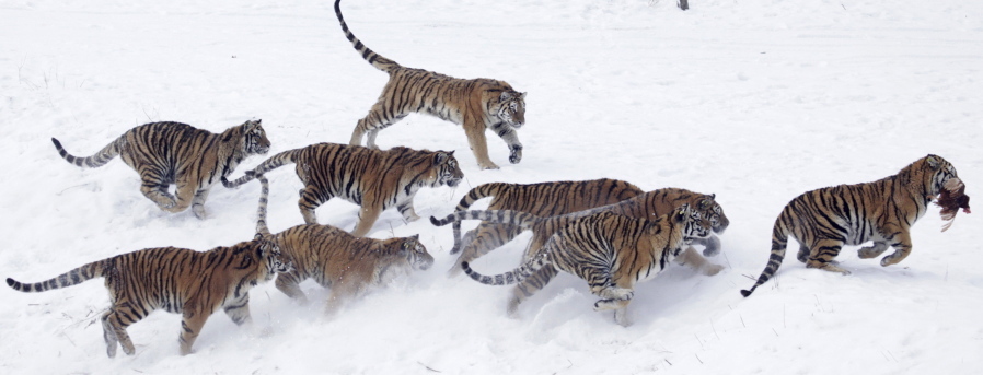 FILE - In this Jan. 8, 2010, file photo, an endangered Siberian tiger runs away with a chicken tossed by tourists at the Harbin Tiger Park in Harbin in northeastern China’s Heilongjiang province. China on Nov. 12, 2018, says it is suspending rule changes allowing trading in tiger and rhinoceros parts, after the move to reverse a ban sparked an outcry from environmental groups.