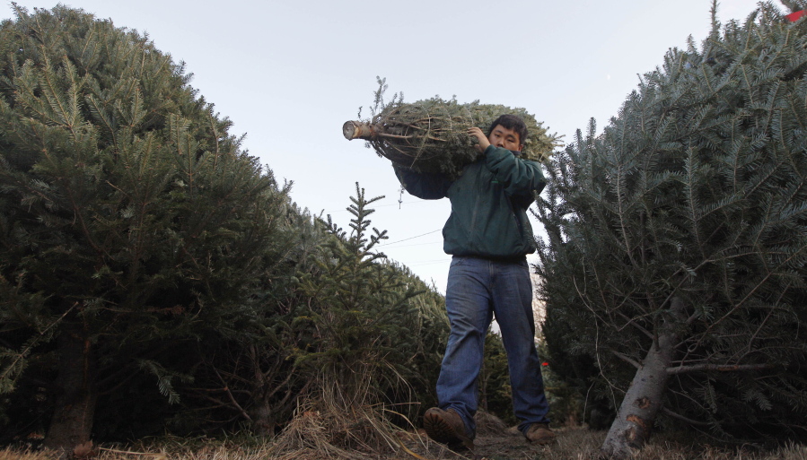 Joseph Kang carries a Christmas tree as he restocks the inventory at Noel’s tree farm in Litchfield, N.H., in Nov. 2011. Below: Christmas trees stand in a field at the Pleasant Valley Tree Farm in Bennington, Vt., in Nov. 2007.
