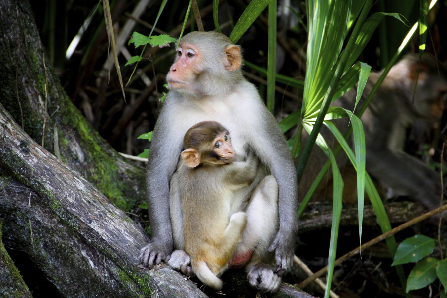 A female rhesus macaque carries a young monkey in 2013 in Silver Springs State Park in Florida. A recent study in The Journal of Wildlife Management found that the number of rhesus macaques at Silver Springs State Park will grow to 350 animals or more by 2022.
