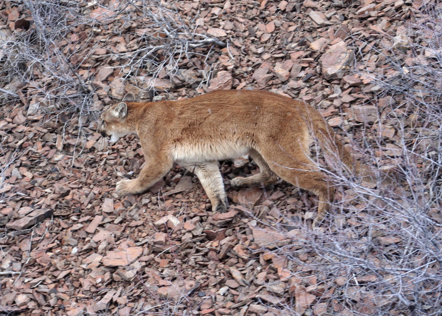 A cougar is seen in 2016 in the Beulah Wildlife Management Unit in Oregon’s Malheur County. A fatal cougar attack has reignited debates over hound hunting and cougar management in Oregon.