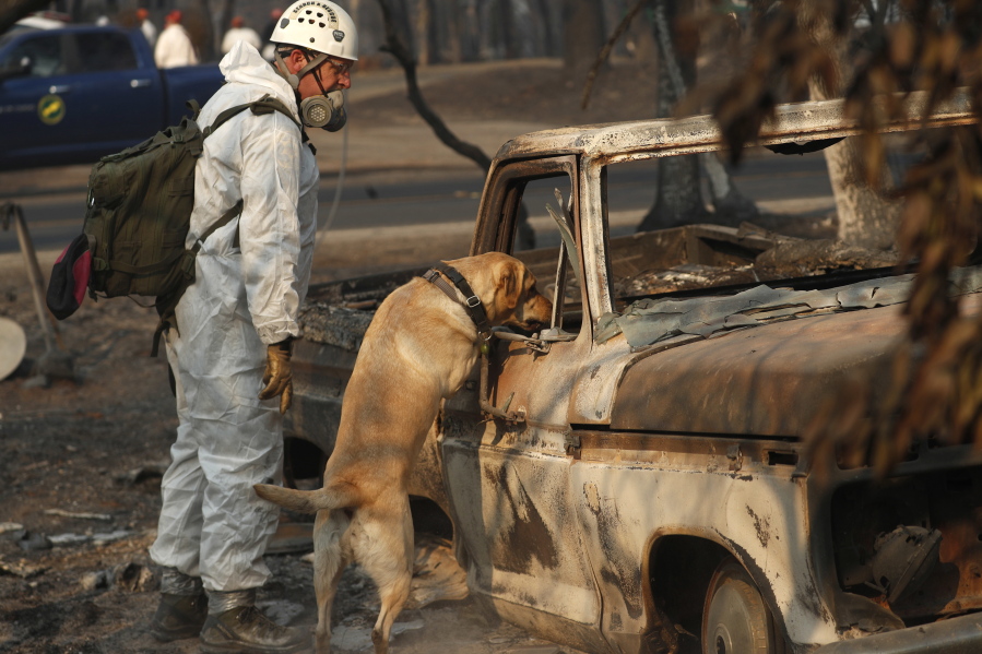 FILE - In this Friday, Nov. 16, 2018 file photo, A search and rescue dog searches for human remains at the Camp Fire, in Paradise, Calif. Rain in the forecast starting Wednesday, Nov. 21, could aid crews fighting Northern California's deadly wildfire while raising the risk of debris flows and complicating efforts to recover remains. The National Weather Service has issued a flash flood watch Wednesday for the decimated town of Paradise and nearby communities.