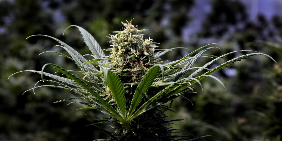 FILE - In this May 24, 2018, file photo, a marijuana plant is shown in Oregon. Rampant overproduction in Oregon’s market for legal, recreational marijuana has produced a 50 percent drop in prices, according to state economists. That widely documented collapse has been tough on farmers and retailers, but a boon for consumers.